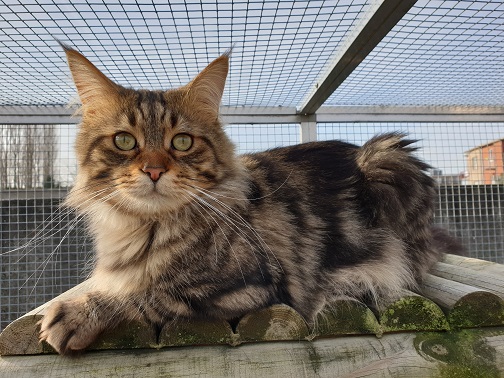 Maine coon , Florre