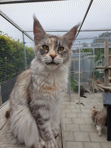 Maine coon, Aagje
