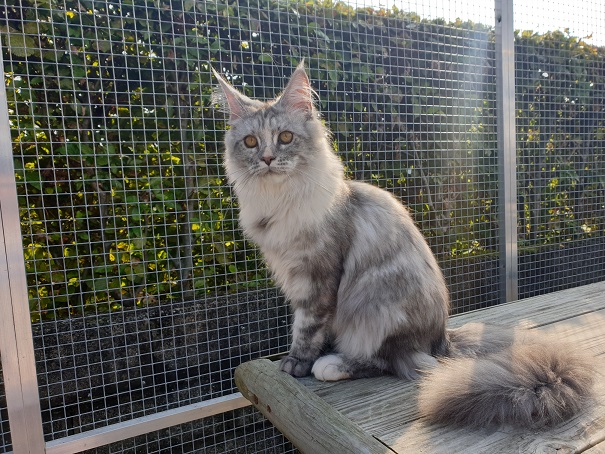 Maine coon, Iris