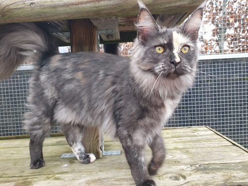 Maine coon , Vera