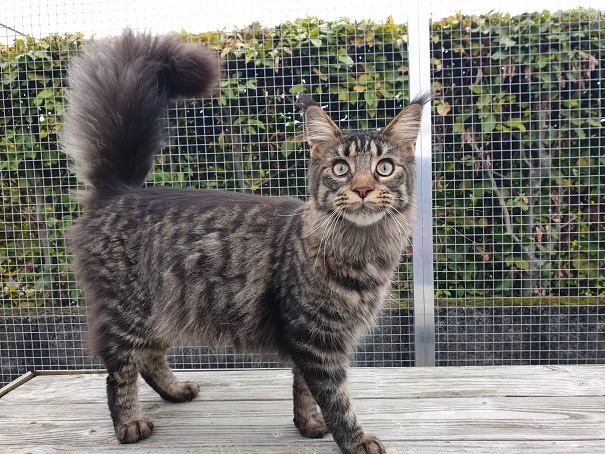 Maine coon , Sunny