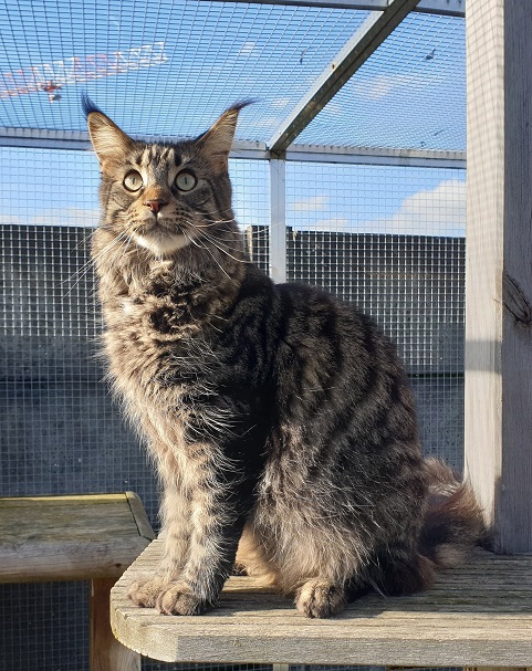 Maine coon, Sunny