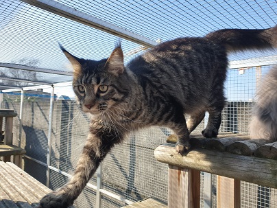 Maine coon , Sunny